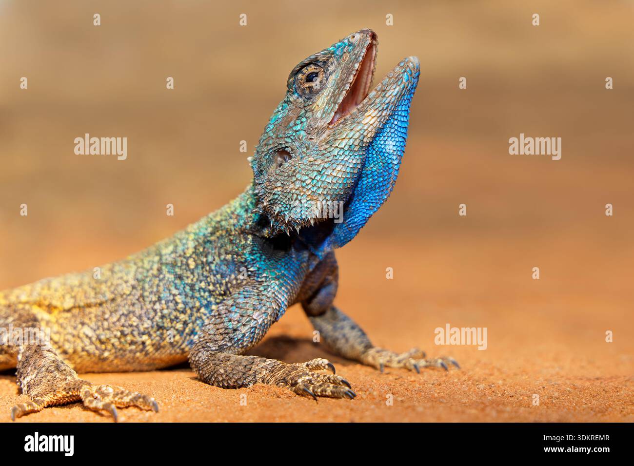 Ritratto di un albero meridionale maschio agama (Acanthocercus atricollis) a bocca aperta, Parco Nazionale di Kruger, Sudafrica Foto Stock