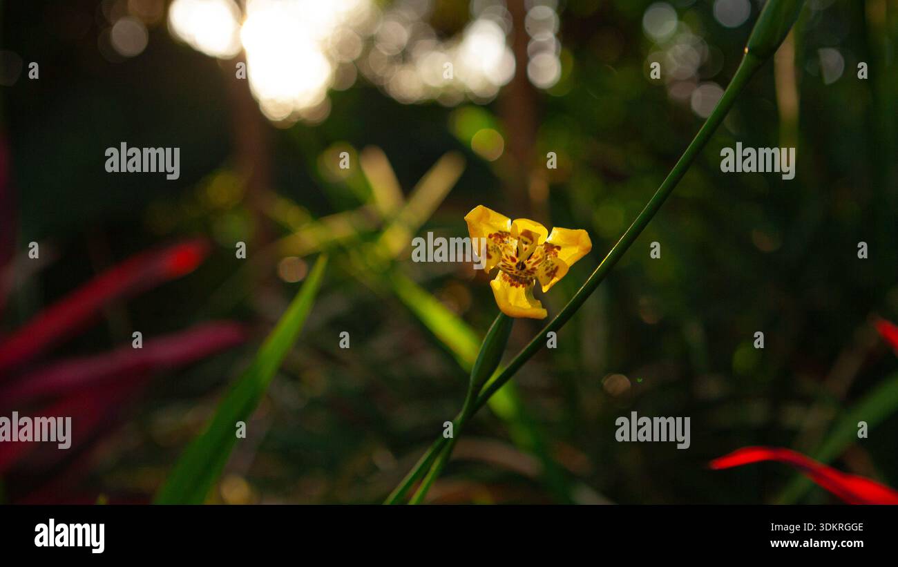 Un solo fiore giallo da vicino o un Iris giallo da passeggio o un Trimezia steyermarkii nella foresta con un sole luminoso sullo sfondo Foto Stock