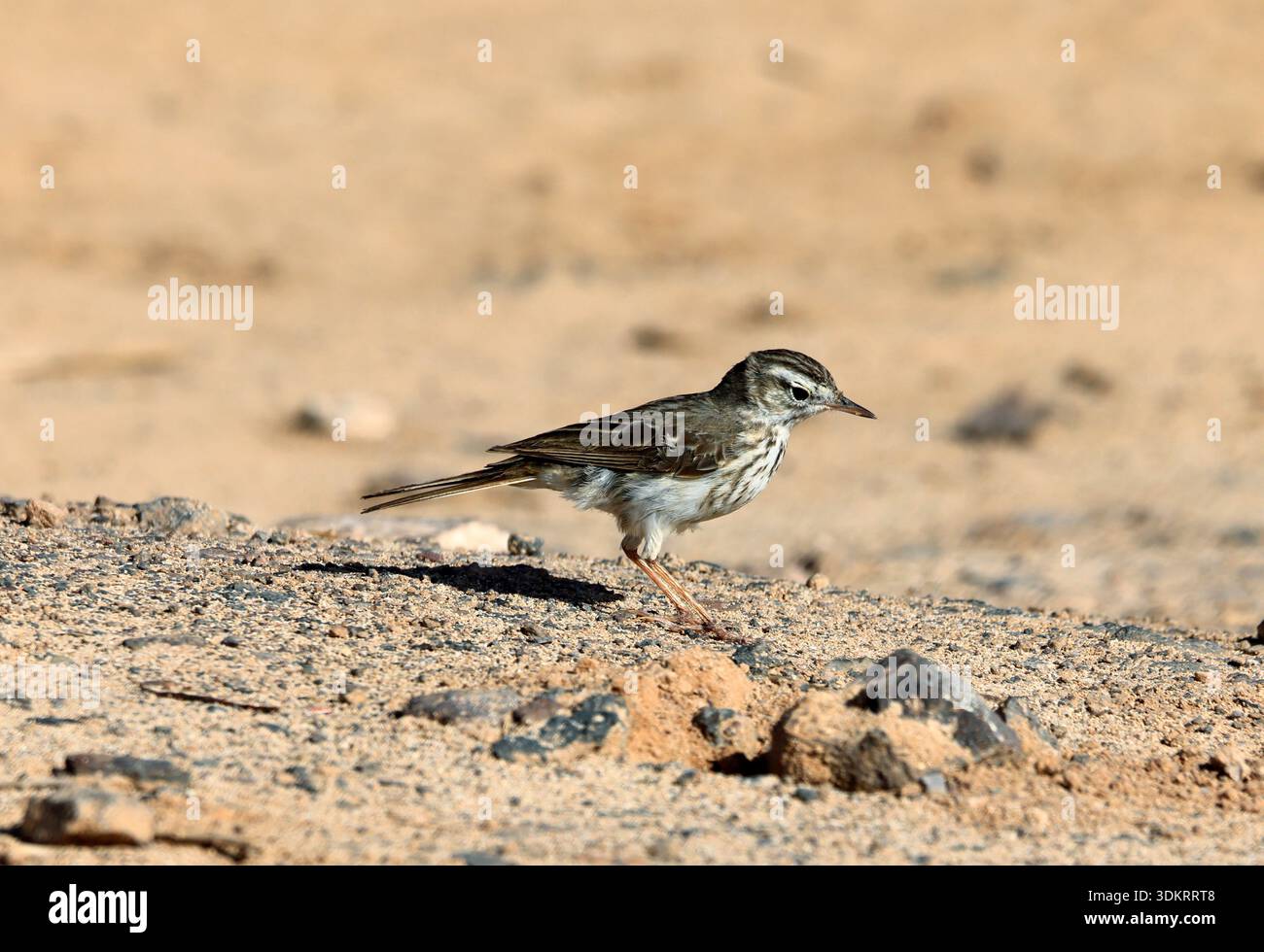 Pipit Anthus berthelotii di Berthelot, El Cotillo, Fuerteventura, Isole Canarie, Spagna. Foto Stock
