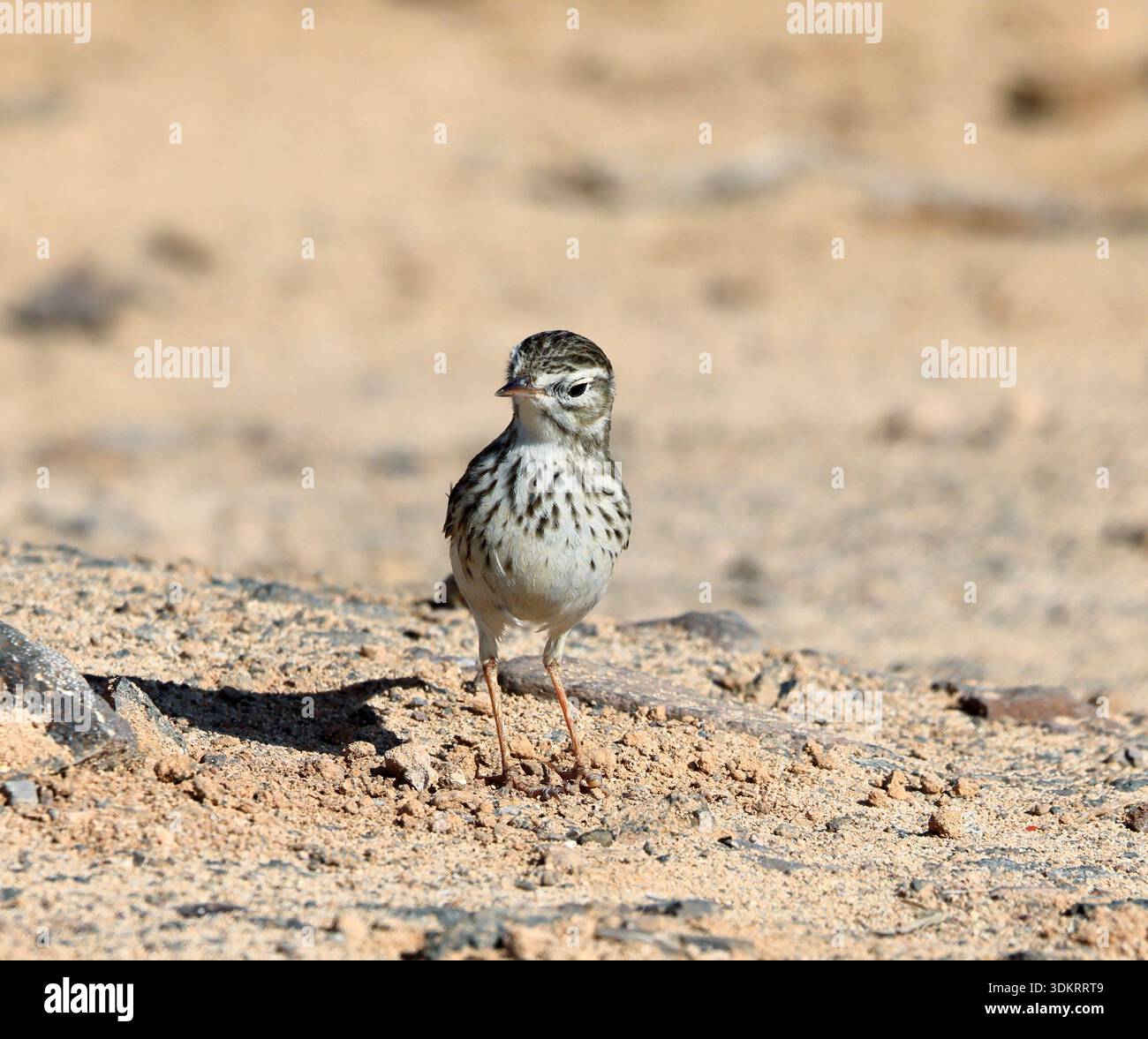 Pipit Anthus berthelotii di Berthelot, El Cotillo, Fuerteventura, Isole Canarie, Spagna. Foto Stock