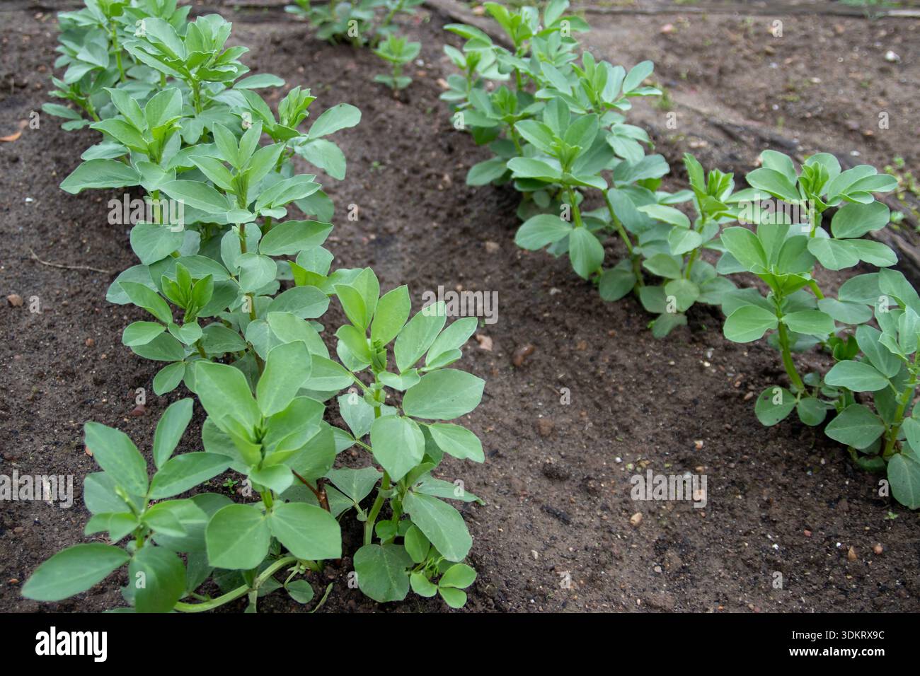 File di giovani piante di Vicia faba, comunemente note come fagioli larghi, fave o fava, che crescono in un orto biologico. Setta sana del raccolto di legumi Foto Stock