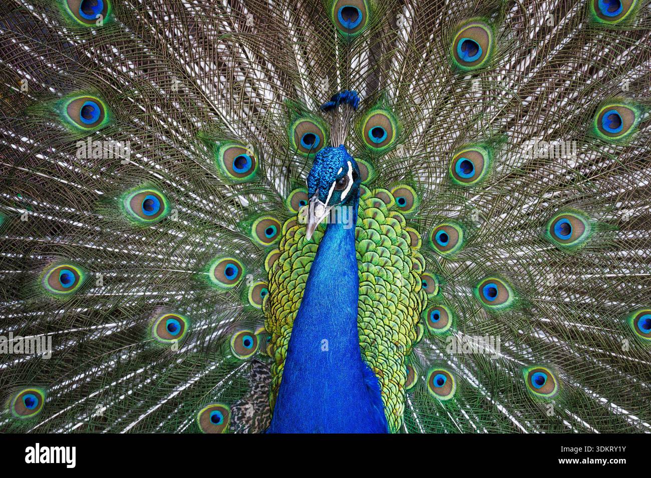 Pavone, con un'esposizione completa di piume di coda iridescenti e spettacolare danza di corteggiamento Foto Stock