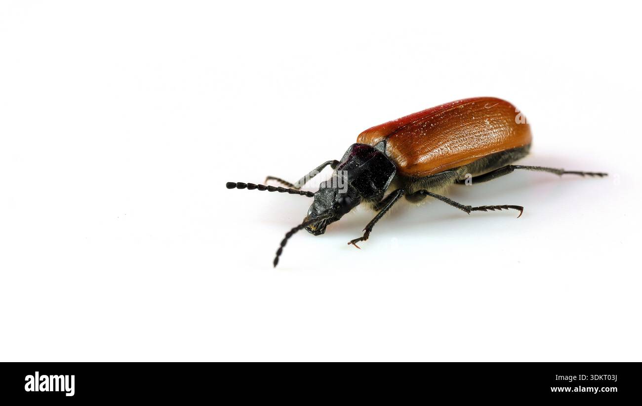 Omophlus lepturoides, primo piano di coleottero marrone-rossastro isolato su sfondo bianco, vista laterale Foto Stock