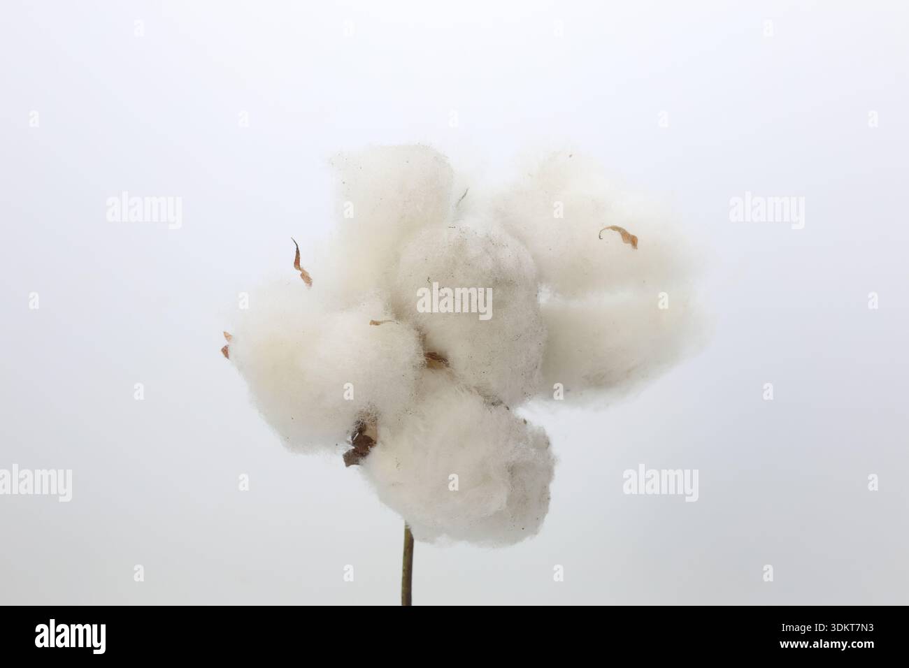 Stelo imbullonato in cotone bianco grezzo singolo: Primo piano di una fibra di cotone morbido naturale isolata su sfondo bianco semplice che rappresenta l'industria tessile e Agric Foto Stock