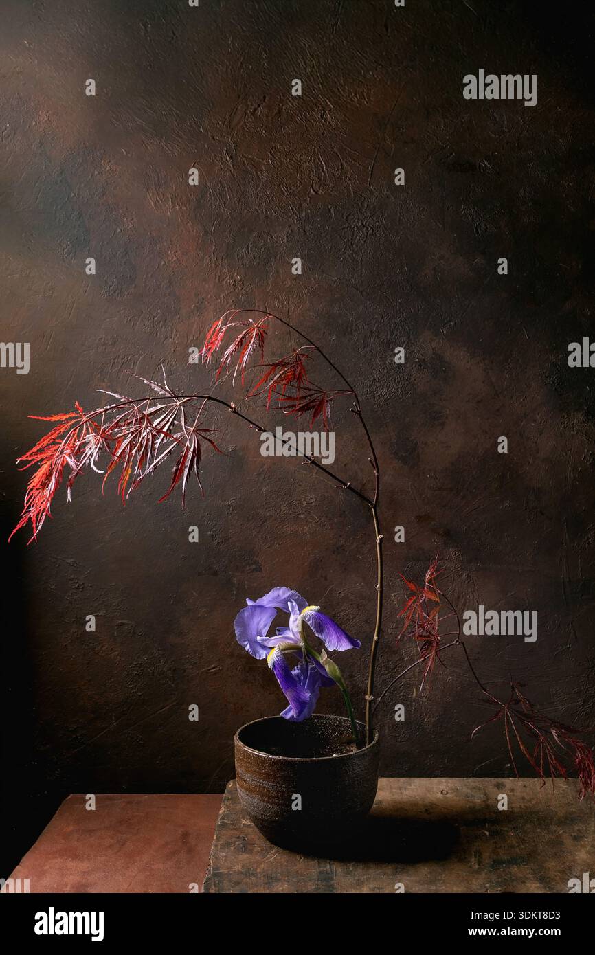 Ikebana artistica con composizione di natura morta con ramo d'acero giapponese rosso e fiore d'iride viola in vaso di ceramica su sfondo testurizzato scuro Foto Stock