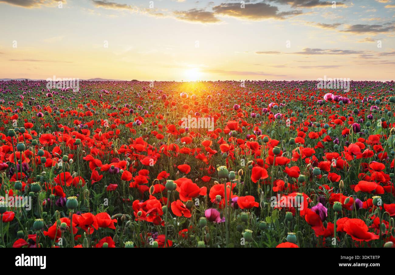 Prato papavero nella bella luce del sole della sera Foto Stock