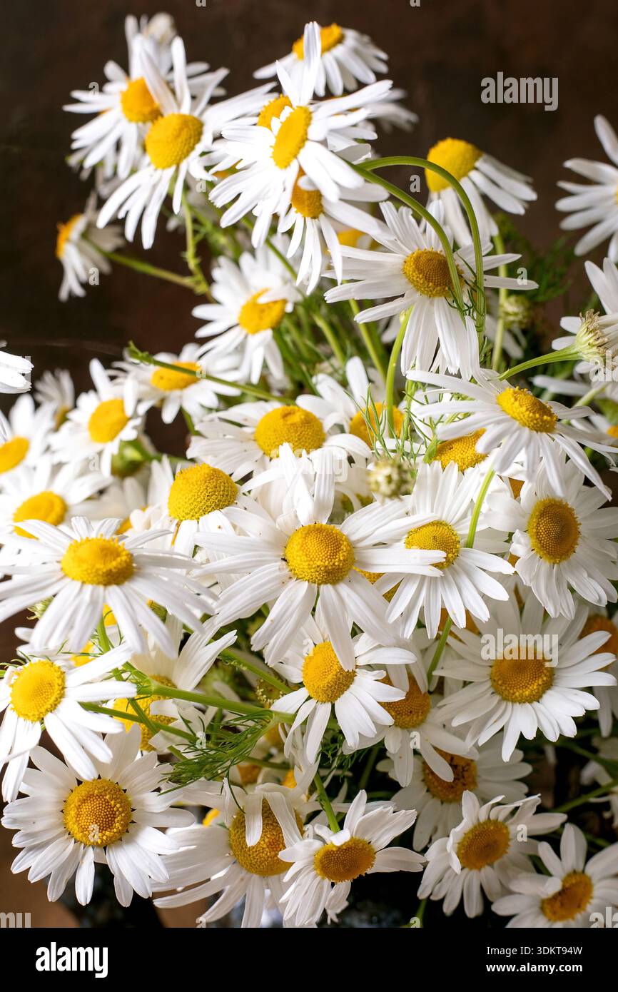 Bellissimi fiori bianchi a margherita con centri gialli luminosi disposti in bouquet naturale. Fiori selvatici freschi di primavera perfetti per la decorazione di regali Foto Stock