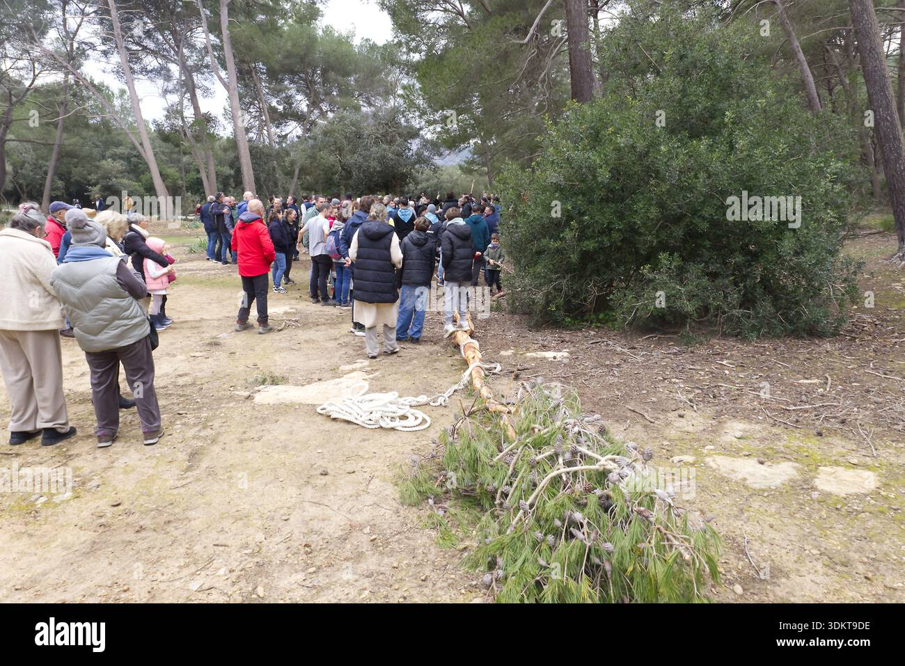 Port de Pollenca, Maiorca, Isole Baleari, Spagna. Gennaio 2026. I residenti tirano un pino tagliato noto come El Pi in barca dalla foresta di Formentor Foto Stock