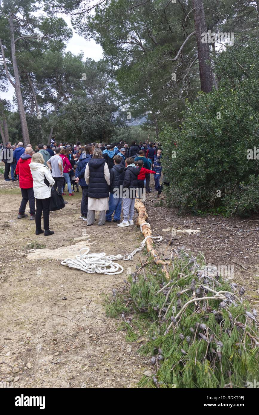Port de Pollenca, Maiorca, Isole Baleari, Spagna. Gennaio 2026. I residenti tirano un pino tagliato noto come El Pi in barca dalla foresta di Formentor Foto Stock