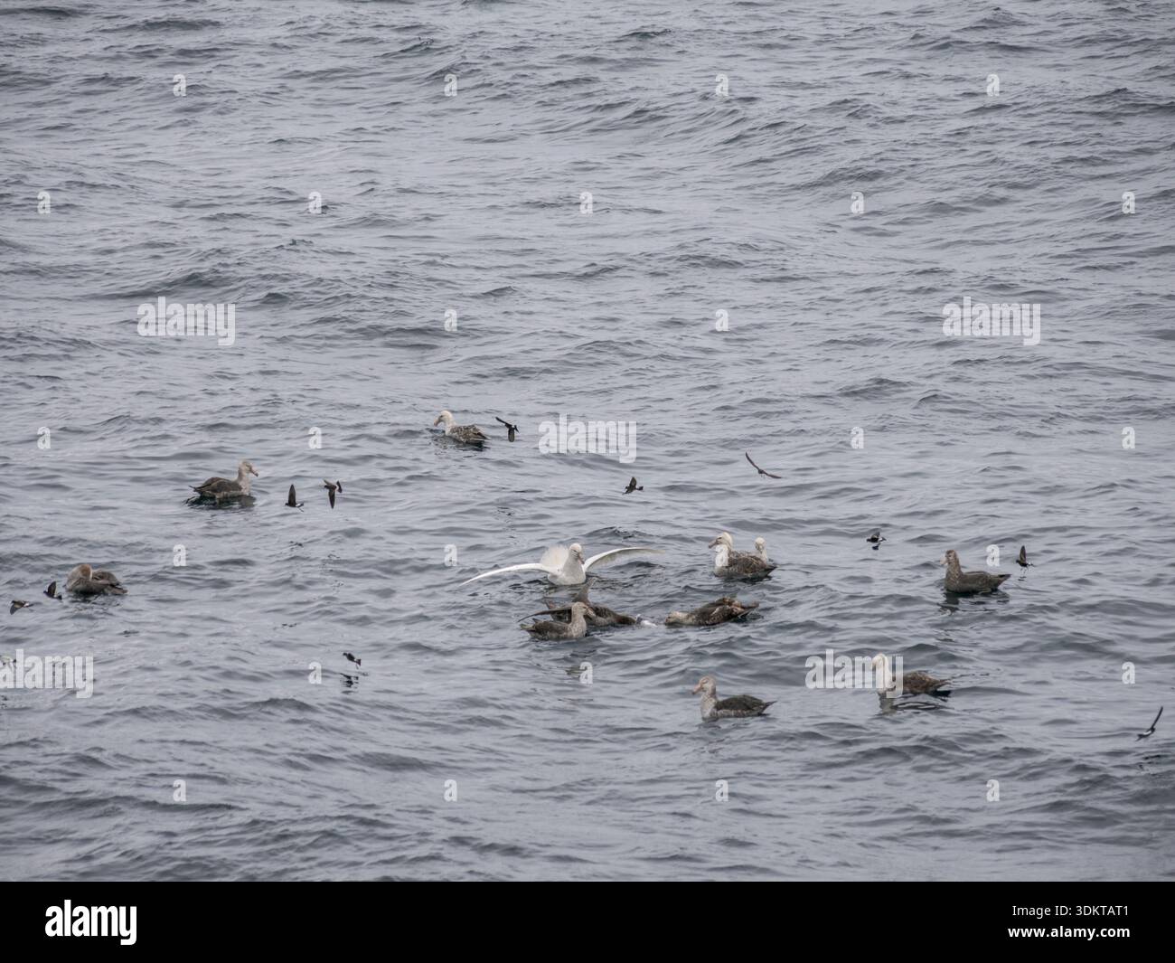 Petrel gigante meridionale (Macronectes giganteus), morfo bianco e scuro, su pinguino morto. Antartide, febbraio Foto Stock