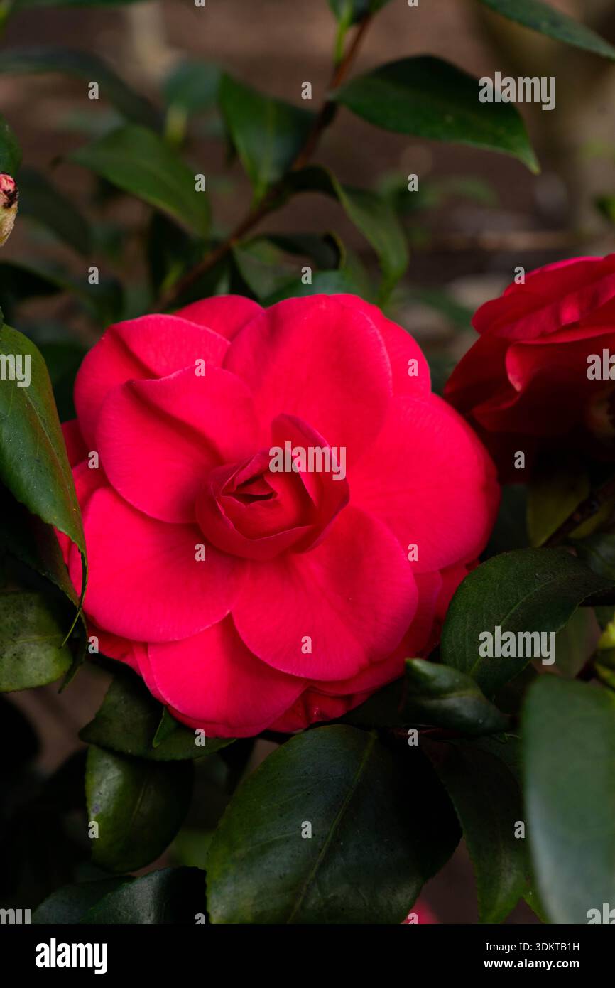 Camera classica con letto singolo, camelia rossa, in ombra morbida e luce solare Foto Stock