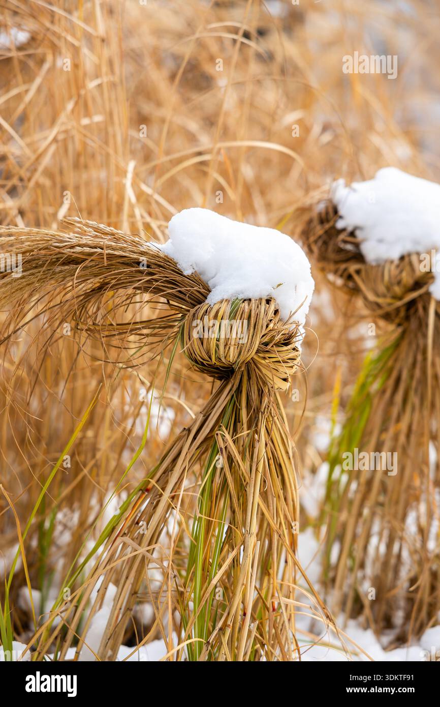 Fasci ben legati di erba secca dorata ricoperti di neve, adagiati su uno sfondo di erba più secca, a indicare una stagione fredda. Foto Stock
