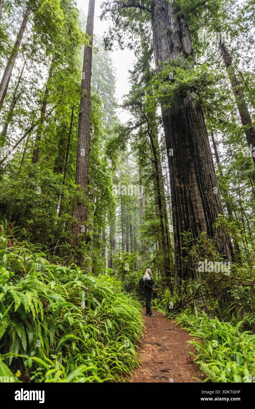 USA, California, Crescent City, escursionista femminile su un sentiero nella foresta di sequoie Foto Stock