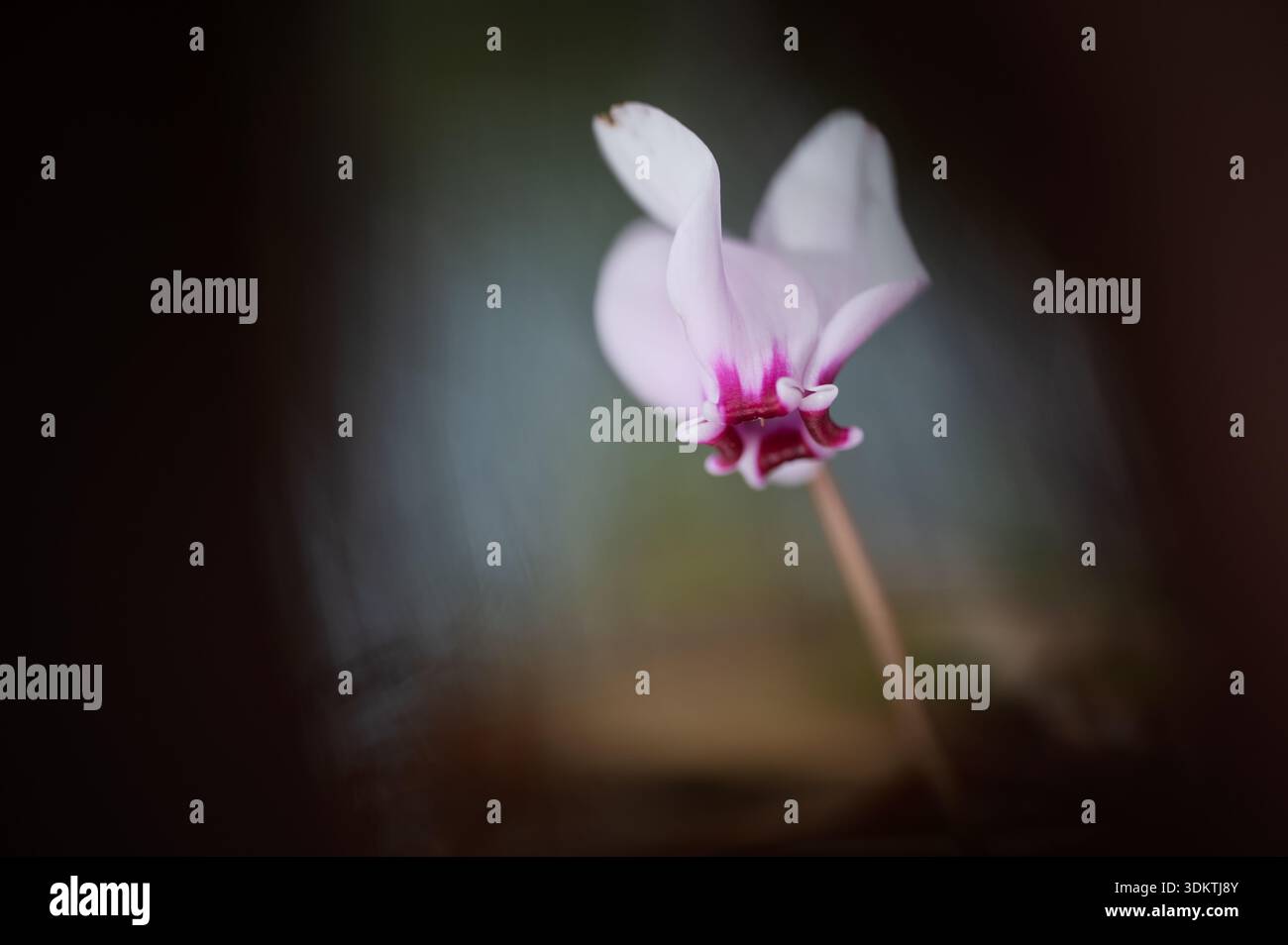 Primo piano di fiori di ciclamino rosa con sfondo da sogno, Nouvelle-Aquitaine, Francia Foto Stock