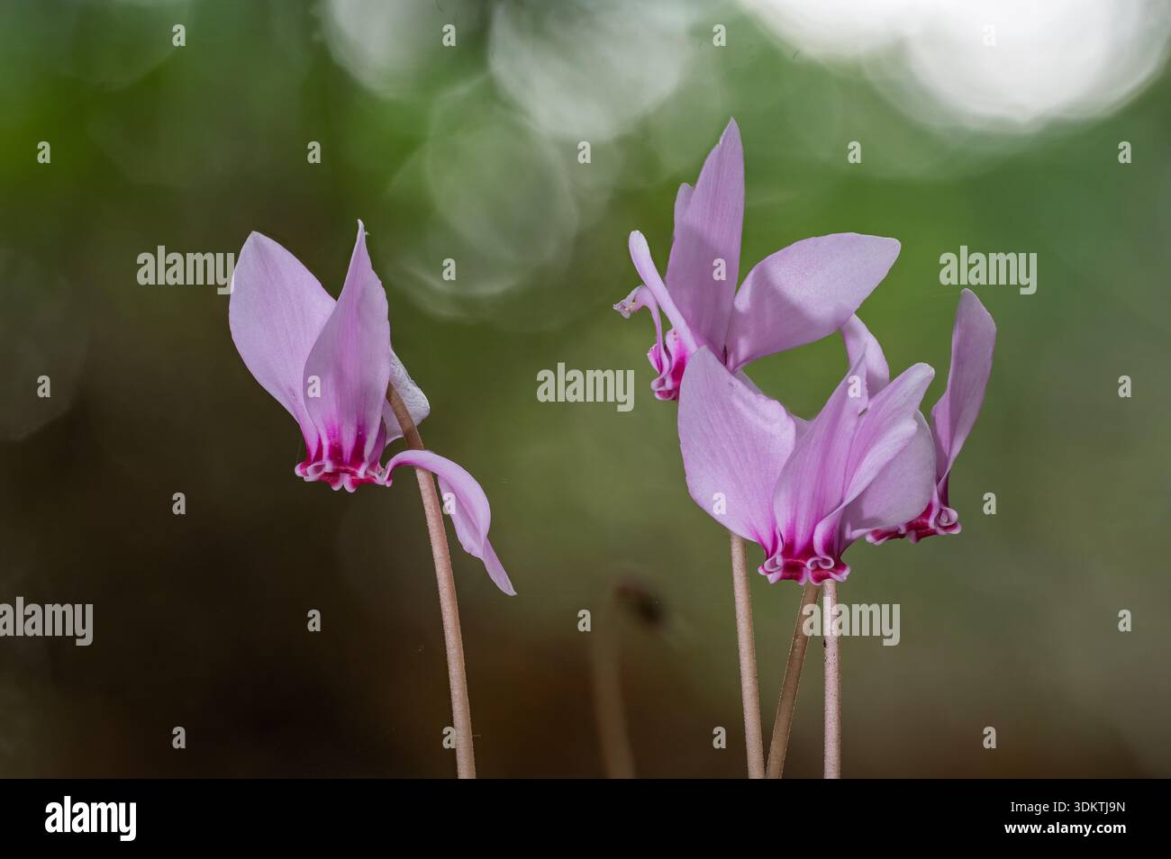 Primo piano ciclamino rosa con sfondo bokeh artistico Foto Stock