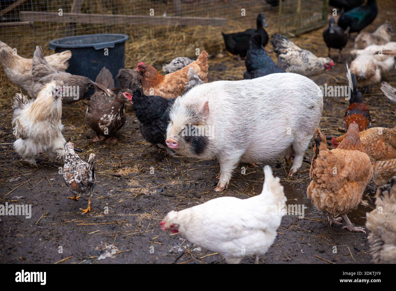 Un maiale dalle panciute con segni bianchi e neri si erge tra polli bianchi, marroni e macchiati in un cortile fangoso con paglia e una conta d'acqua blu Foto Stock