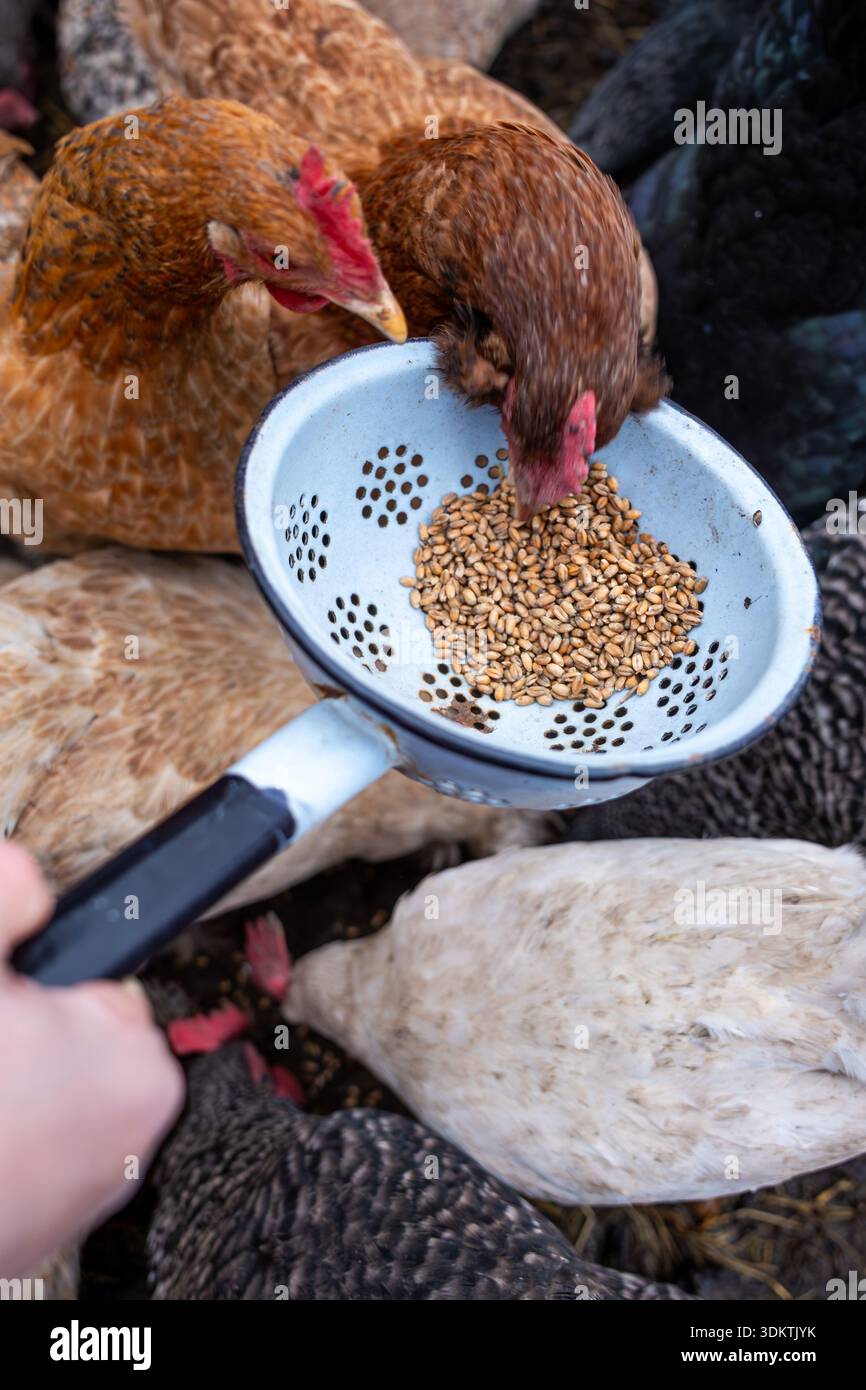 Un gruppo di polli con vari motivi di piume si riunisce intorno a un colino blu di grani. Due polli toccano i chicchi mentre altri si nutrono sotto. Foto Stock