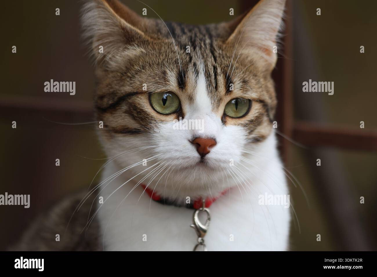 Ritratto di un bellissimo Tabby e Gatto bianco con occhi verdi: Primo piano di uno Shorthair domestico con un collare rosso che guarda direttamente la fotocamera Foto Stock