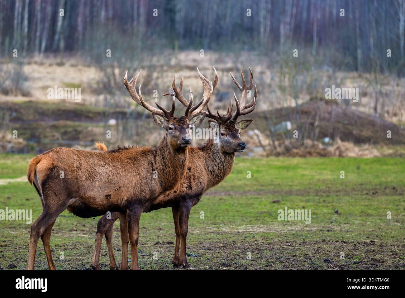 Due cervi con intricate corna si stagliano su un campo erboso, circondato da vegetazione sparsa e alti alberi senza foglie in un bosco durante la stagione più fredda Foto Stock
