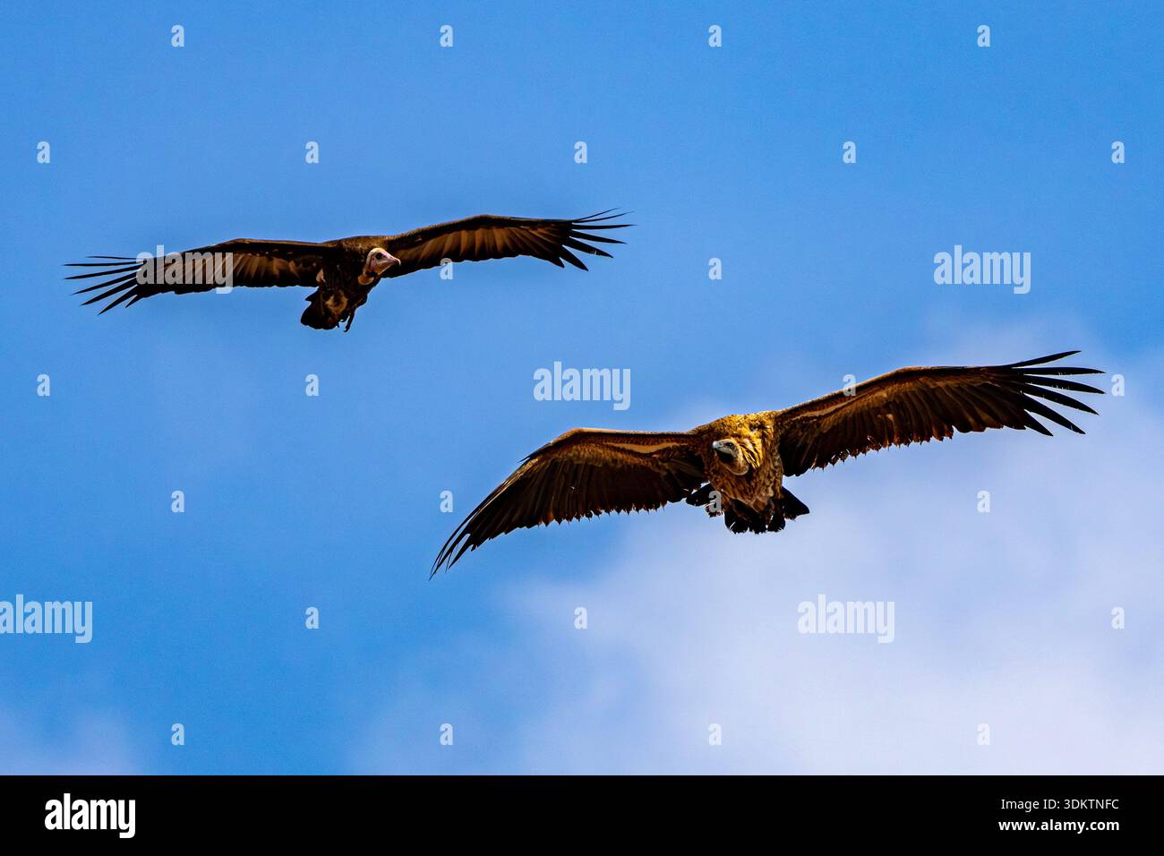 L'avvoltoio bianco e l'avvoltoio con cappuccio si uniscono sulle temperature contro il cielo blu, Sudafrica Foto Stock