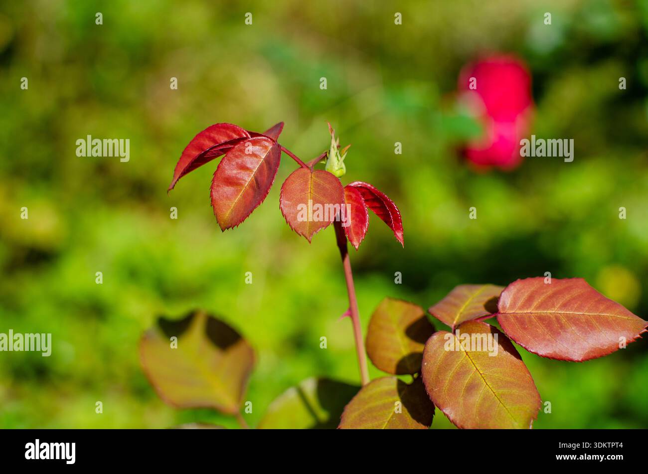 New Growth Rose Bush Leaves with Blossoms in Selective Focus Garden Foto Stock