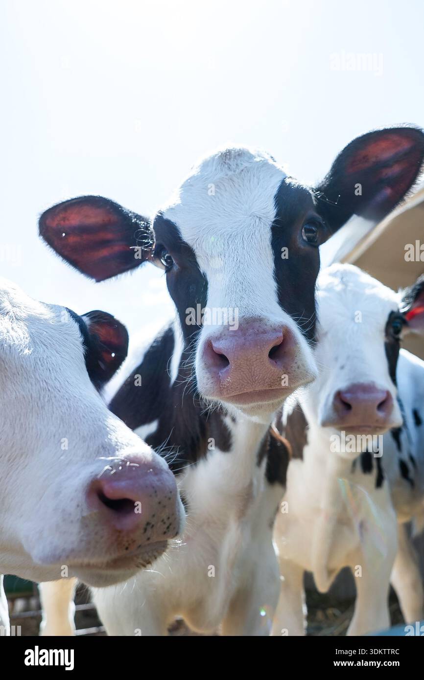 Tre vitelli Holstein con naso rosa e orecchie grandi si trovano vicino alla telecamera. La luce solare intensa mette in risalto i loro rivestimenti lisci e una struttura è visibile Foto Stock