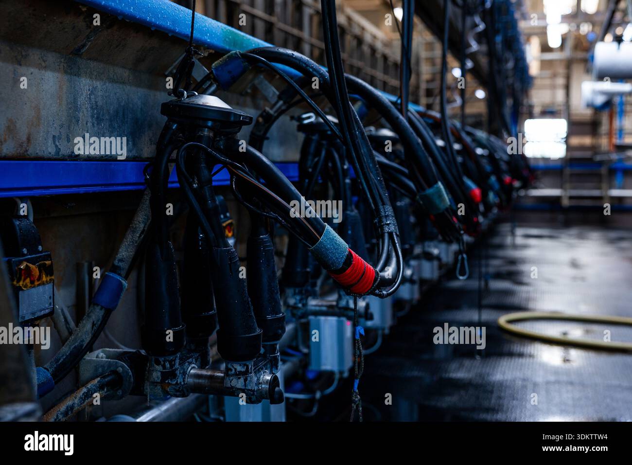 File di macchine per la mungitura con tubi neri e accenti rossi in una struttura metallica. Il pavimento riflettente bagnato e l'illuminazione industriale illuminano gli interni Foto Stock