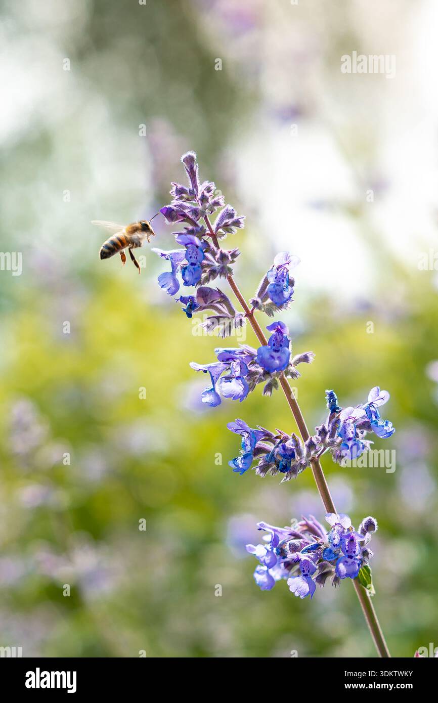 Un'ape aleggia vicino a un vibrante stelo di fiori viola con fiori in varie fasi di fioritura, adagiato su uno sfondo verde e bianco sfocato. Foto Stock