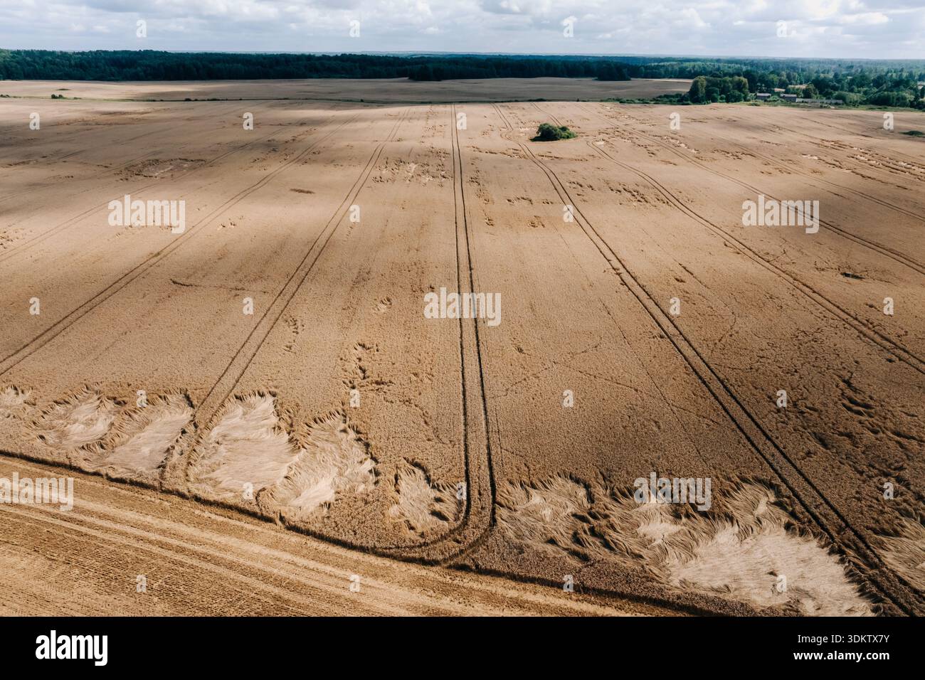 Un vasto campo dorato con linee parallele di macchinari, macchie di colture appiattite, un confine boscoso, strutture sparse e un cielo parzialmente nuvoloso. Foto Stock