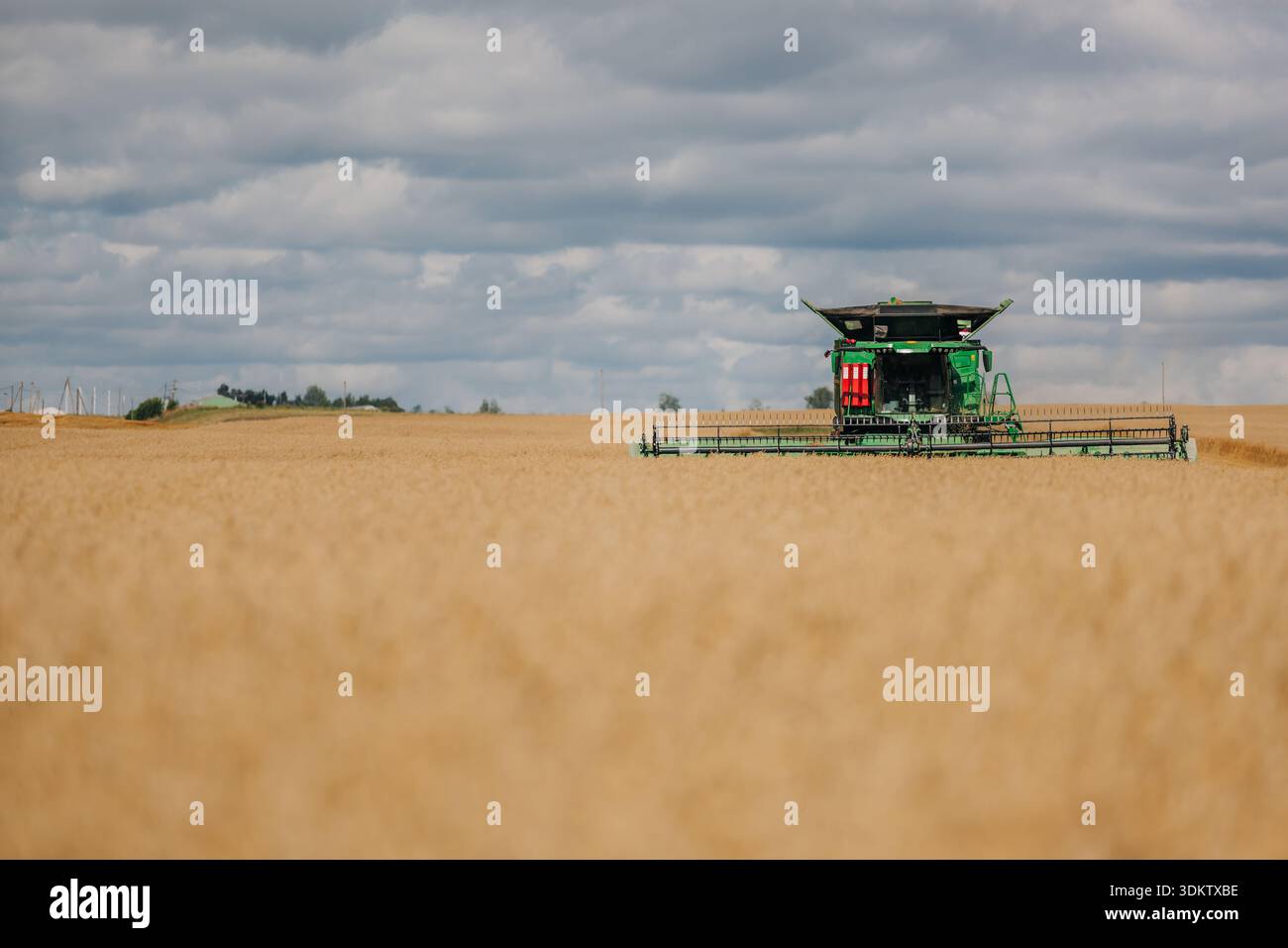 Una mietitrebbia verde con dettagli rossi funziona in un grande campo di grano dorato. Gli alberi e i pali di utilità sono ben visibili in lontananza. Foto Stock