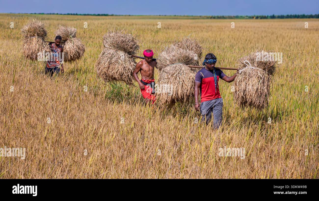Viaggio nel raccolto – uomini che trasportano riso appena tagliato attraverso lussureggianti campi verdi in India Foto Stock