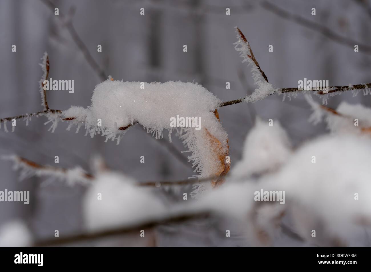 Primo piano di un ramoscello appeso da uno strato incontaminato di neve e ghiaccio. Dettaglio dei cristalli di polvere di neve e gelo su Thin Forest Twig. Foto Stock