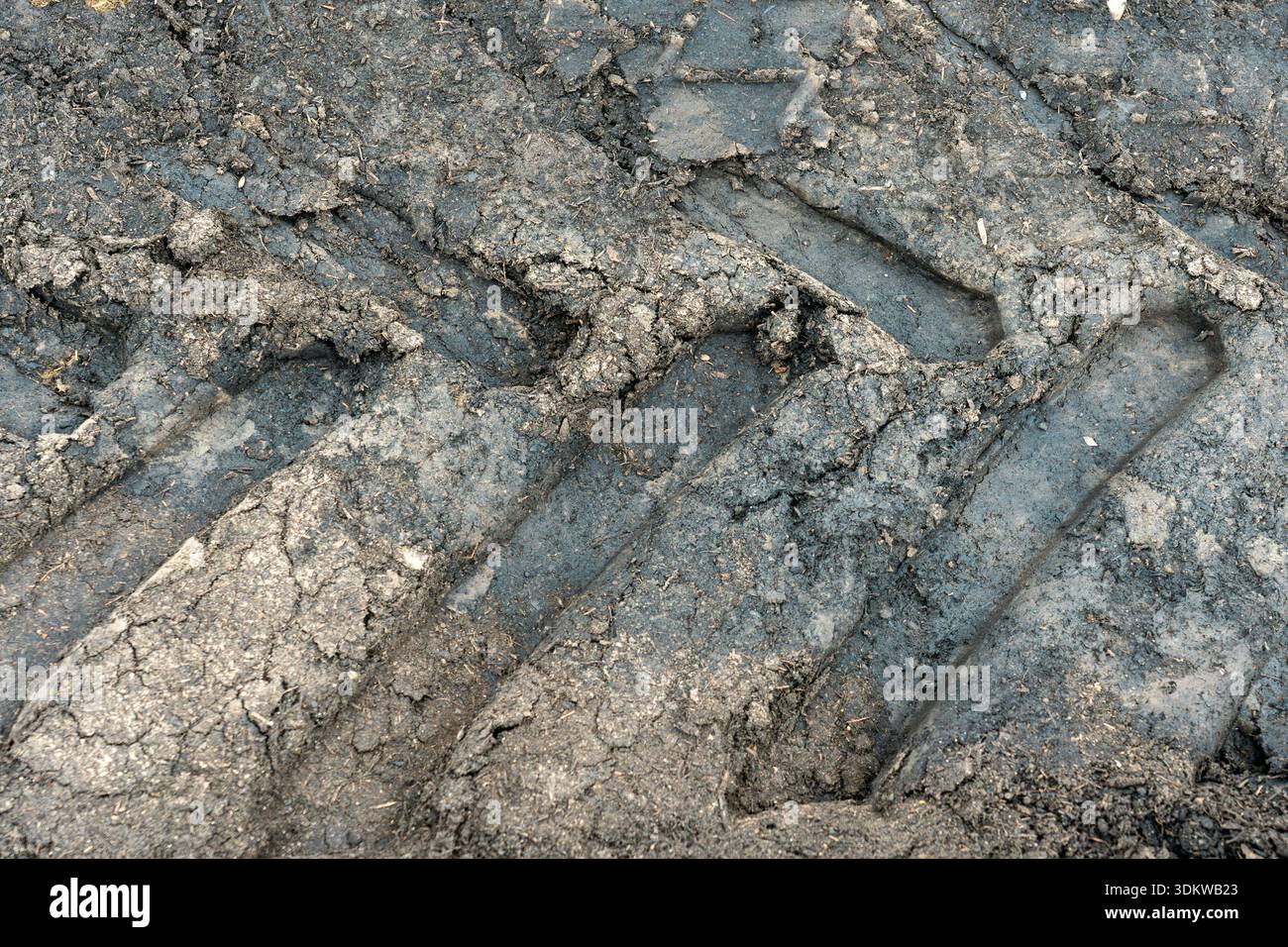 Gradini meccanici profondi in terra di argilla grigia compressa. Primo piano di impronte di pneumatici per macchinari pesanti in fango industriale umido Foto Stock