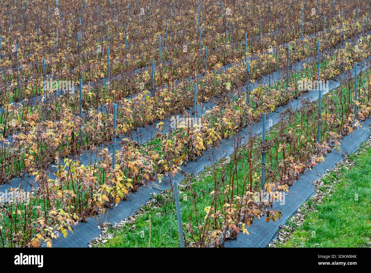 File diagonali di piante di bacche in un campo agricolo organizzato. File commerciali Berry Farm con plastica agricola e aste di supporto. Foto Stock
