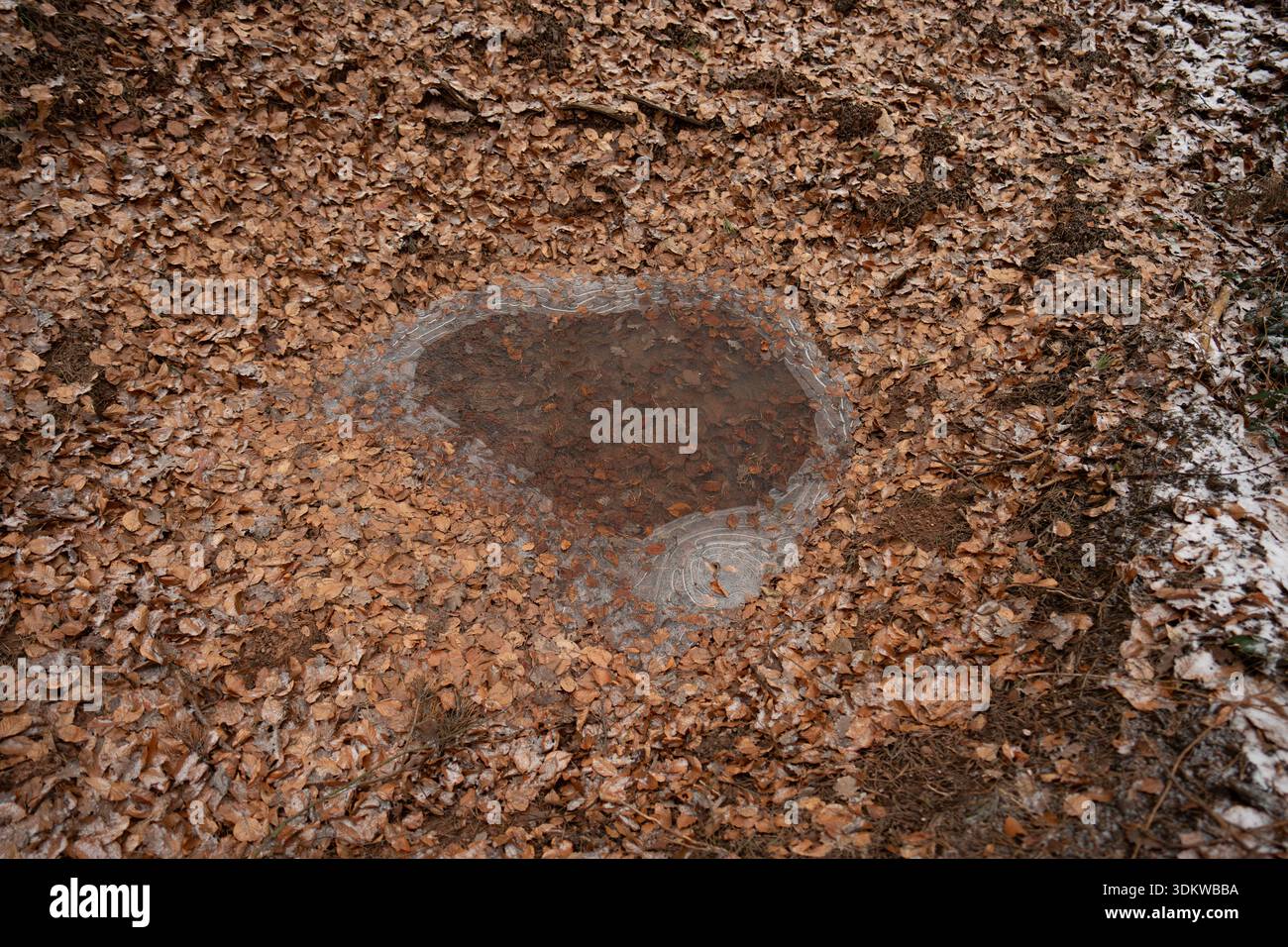 Colpo di una marmellata invernale ghiacciata dall'alto in una depressione piena di foglie. Puddle congelato in Circular Hollow con foglie di autunno marrone. Foto Stock
