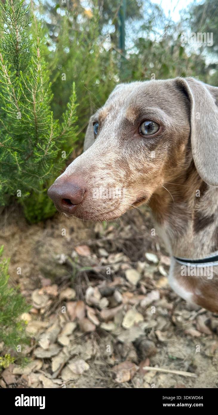 Curioso cane da dachshund all'aperto in giardino, primo piano ritratto - Immagine stock catturata con smartphone