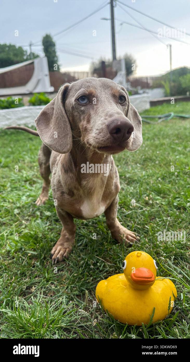 Cane da diporto in piedi sull'erba con anatra giocattolo gialla nel cortile posteriore Foto Stock
