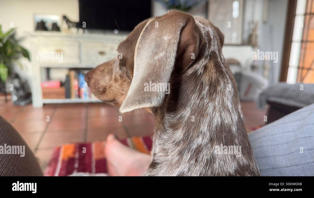 Cane in dacchiera in interni, profilo laterale ritratto in interni accoglienti Foto Stock