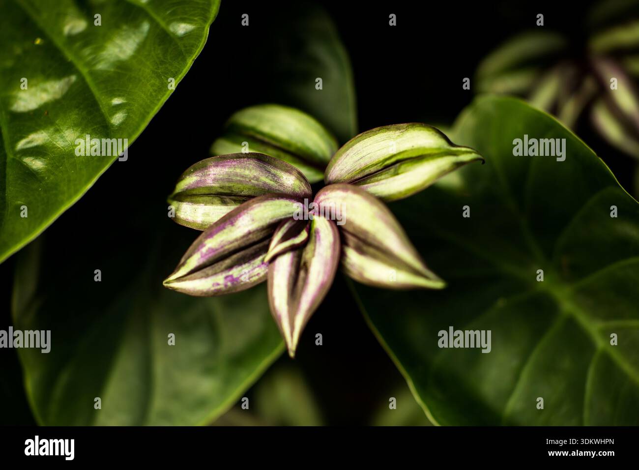 Primo piano di variegate foglie tropicali viola e verdi che emergono da ombre profonde; uno studio botanico moodico in stile 'minimalista Noir' Foto Stock