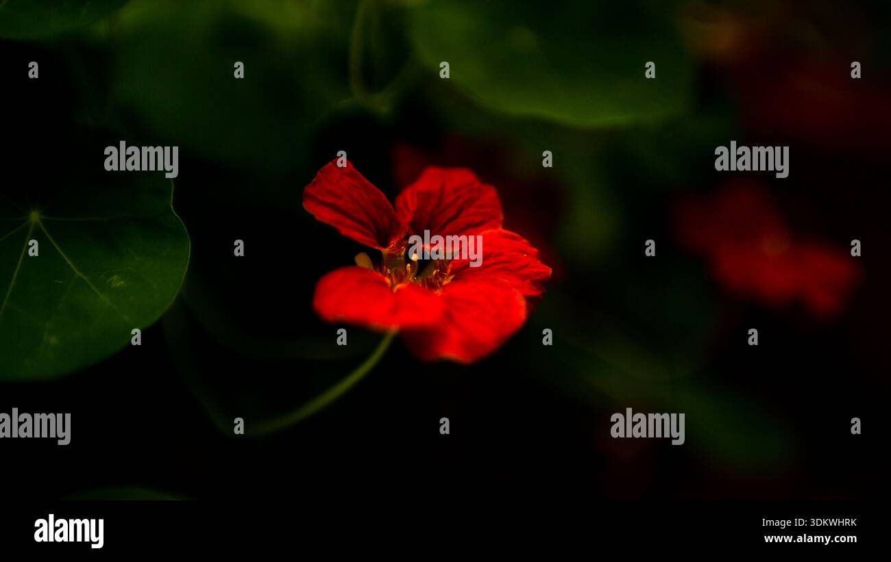Colpo scuro di un singolo fiore rosso di Nasturtium isolato contro ombre verdi profonde; concetto floreale moodico Foto Stock