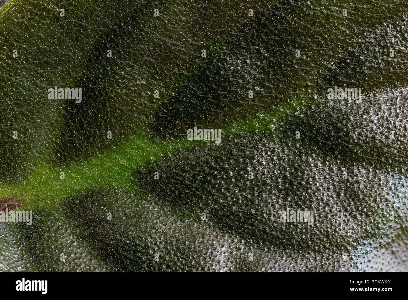 Foglia pelosa di Saintpaulia Foto Stock