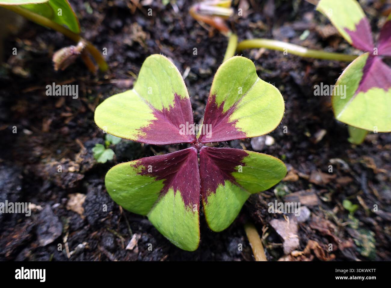Foglie singole verdi e marroni Oxalis Tetraphylla "Iron Cross" (Lucky Clover) coltivate in un cottage Garden inglese nel Lancashire, Inghilterra, Regno Unito Foto Stock
