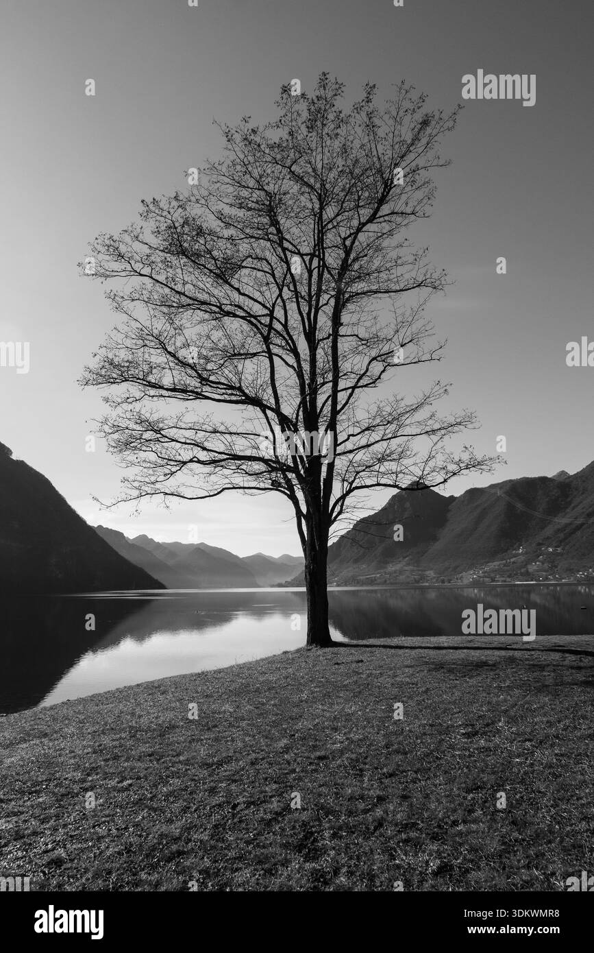 Immagine in bianco e nero di un albero solitario del Lago Idro con una panchina nelle vicinanze, che riflette il silenzio e l'equilibrio in un tranquillo paesaggio lacustre nell'Ita settentrionale Foto Stock