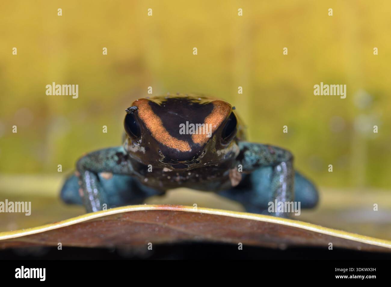 Golfodulcean veleno (Rana Phyllobates vittatus) Foto Stock
