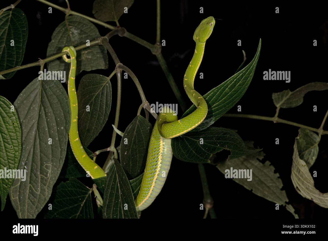 Viper pozzo di palma a righe laterali (Bothriechis lateralis) Foto Stock
