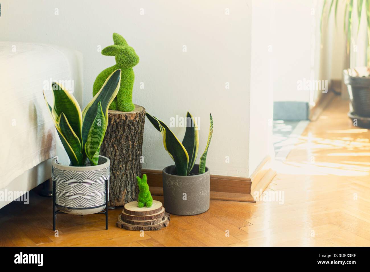 Piante di serpente in vaso luminoso soggiorno dettagli interni Foto Stock