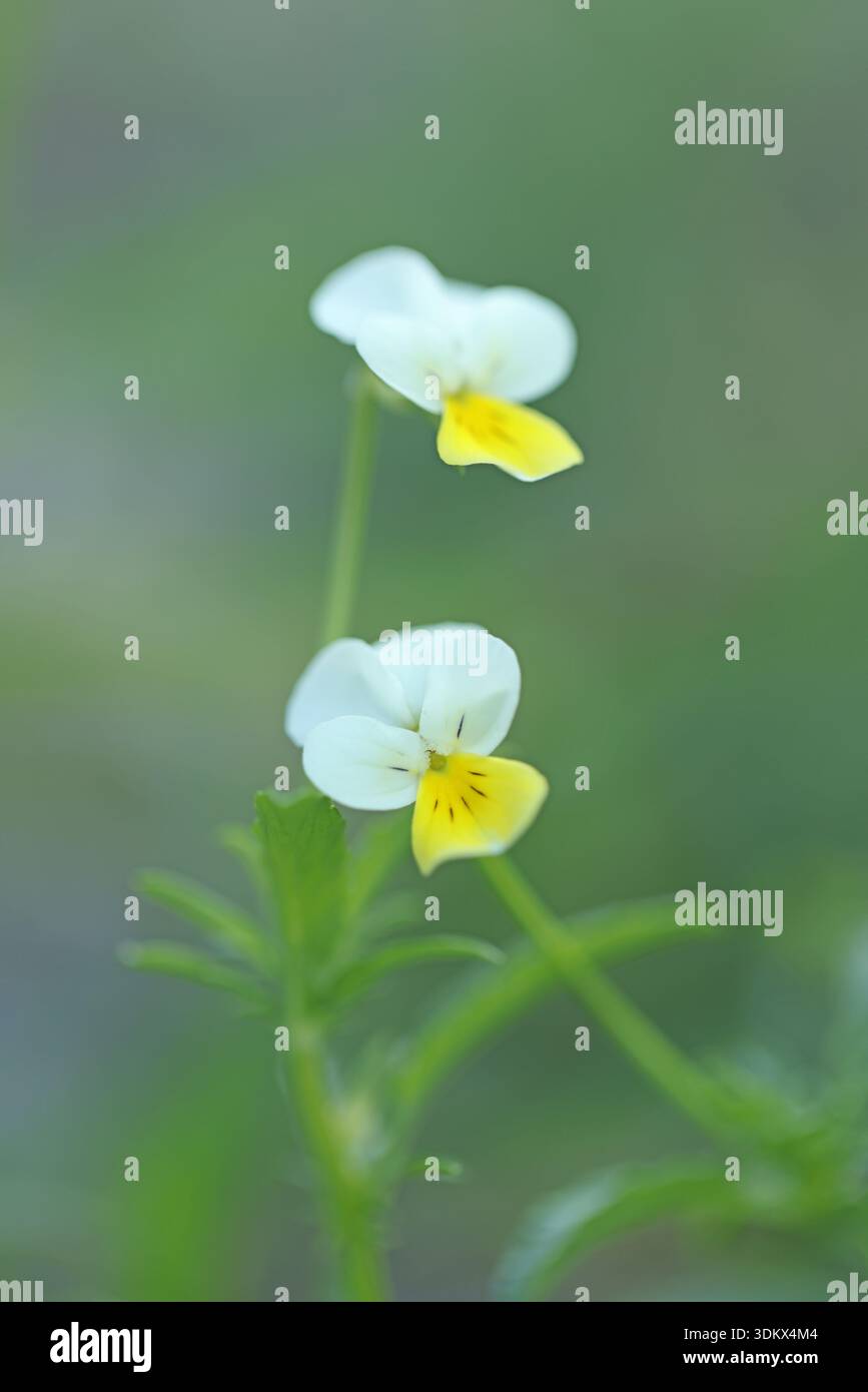 Viola tricolor è un comune fiore selvatico europeo, che cresce come un'annuale o perenne di breve durata. La specie è anche conosciuta come Wild Pansy, Johnny Jump u Foto Stock
