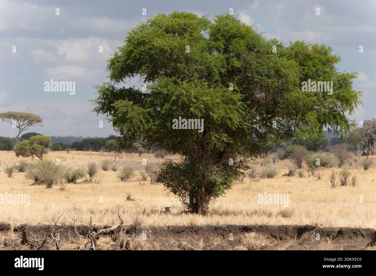 Cucciolo di leopardo che riposa all'ombra sotto un'acacia verde su una savana asciutta, allerta e mimetizzata contro l'arido paesaggio sotto un nebbioso sk diurno Foto Stock