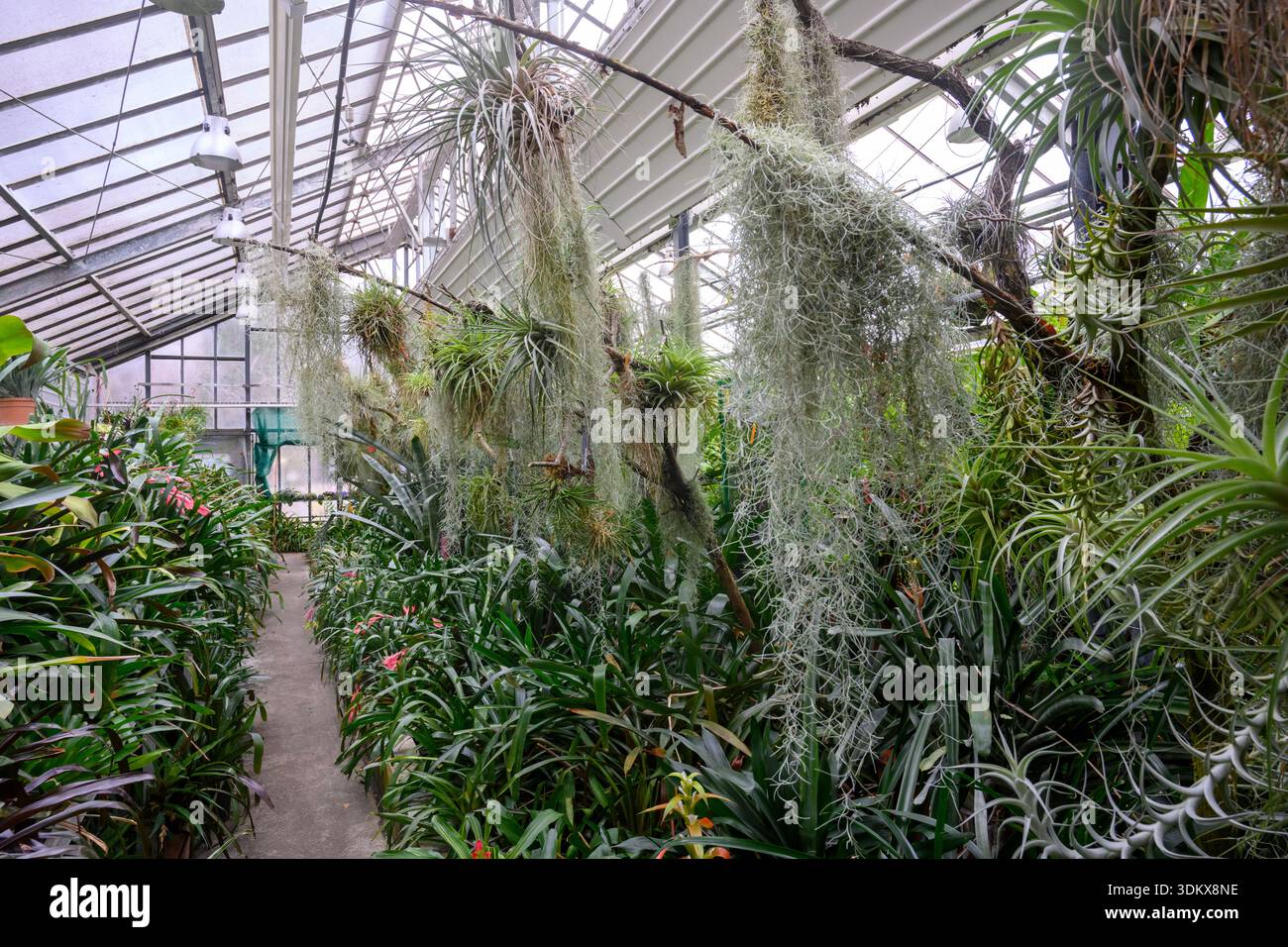 Muschio spagnolo appeso (Tillandsia usneoides). Serra tropicale fotografata presso il Giardino Botanico ELTE Füvészkert ufficialmente conosciuto come Botani Foto Stock