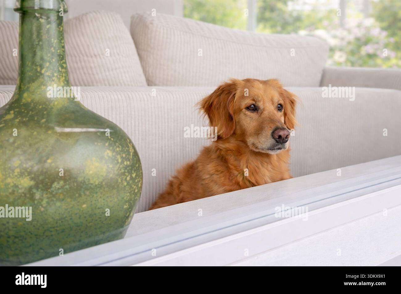 Tranquillo cane Golden retriever seduto su un divano di colore chiaro in un luminoso e moderno soggiorno. Foto Stock